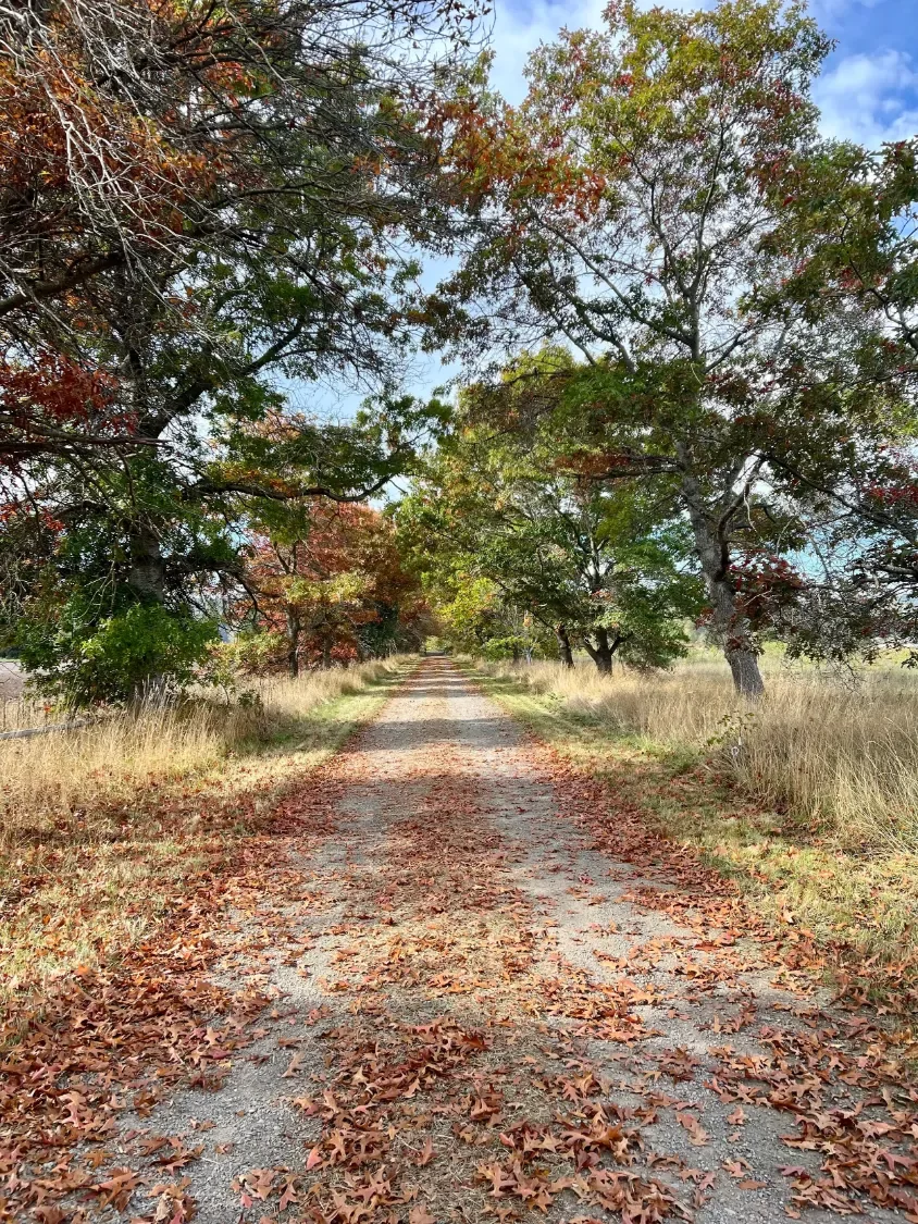 The tree-lined gravel driveway into The Glendale Farm covered in fallen autumn leaves, Chimacum, Washington
